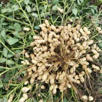 فروش بادام رقم کلی