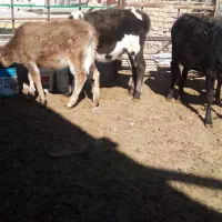 گوساله ماده|حیوانات مزرعه|اراک, |دیوار