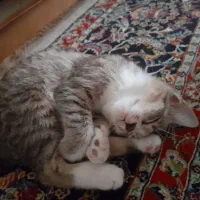 واگذاری گربه