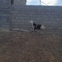 بره قوچ پلنگی|حیوانات مزرعه|بروجرد, |دیوار