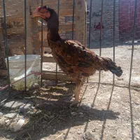 تخم مرغ لاری|حیوانات مزرعه|تربت جام, میان جام|دیوار