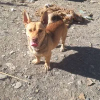 سگ پا کوتاه نژاد دار