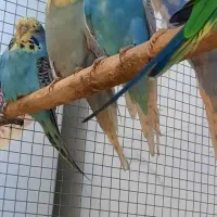 مرغ عشق انگلیسی گرید a