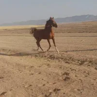 اسب کرد اصیل|اسب و تجهیزات اسب‌سواری|ماهیدشت, |دیوار