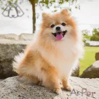 سگ نژاد پامرین خرسی