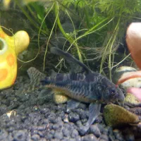 کف خوار کوردیدوراس فلفلی