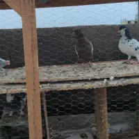 کبوتر|پرنده|شیراز, گچی|دیوار