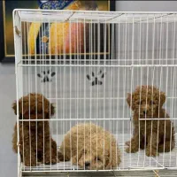 مجموعه پت راد|سگ|مشهد, چهارچشمه|دیوار