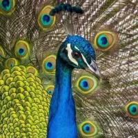 بازدید و اردو برای مدارس|اجارهٔ کوتاه‌مدت ویلا و باغ|اصفهان, رهنان|دیوار