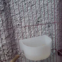 مرغ مینا|پرنده|یاسوج, |دیوار