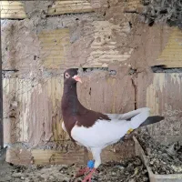 یهودی و دم سفید