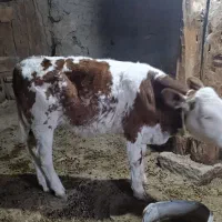 گوساله نر|حیوانات مزرعه|بجنورد, |دیوار