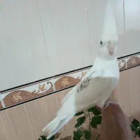 جفت عروس هلندی با قفس