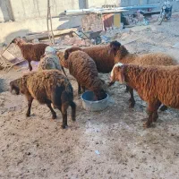 گوسفند توغلی