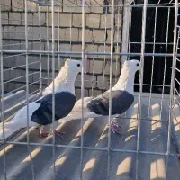 دوکت رنگی|پرنده|خمینیشهر, |دیوار