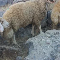 قوچ کاور ورن سنجابی|حیوانات مزرعه|بیلوار, |دیوار