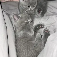 اسکاتیش وبریتیش بلو وگلد|گربه|شیراز, معالیآباد|دیوار