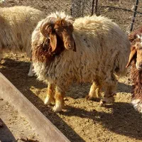 بره قورچ داشتی|حیوانات مزرعه|فیروزآباد (لرستان), |دیوار