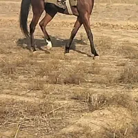 اسب نریان ۳ ساله