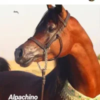 افسار اسب پیدا شده