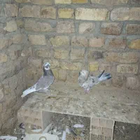 دو عدد کبوتر سرور