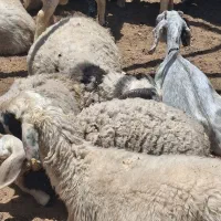 فروش گوسفند