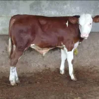 فروش انواع گوساله با نژاد بالا|حیوانات مزرعه|ری, شهرک نظامی|دیوار