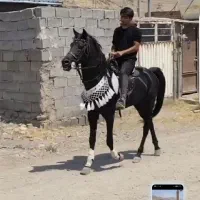 نریان ۶ ساله
