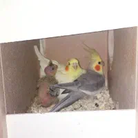 عروس هلندی|پرنده|شهریار, کهنز|دیوار