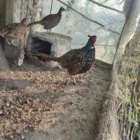 خروس پاکستانی