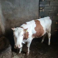 گوساله سیمینتال