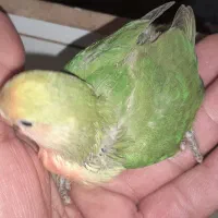 جوجه کوتوله وجوجه عروس سرلاکی وقناری