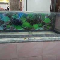 آکواریوم.وتجهیزات|ماهی|شیراز, پودنک|دیوار