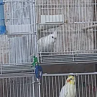 عروس هلندی|پرنده|رودان, |دیوار