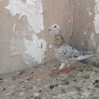 هفرنگ خطی یک