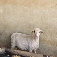 میش و قوچ مرینوس