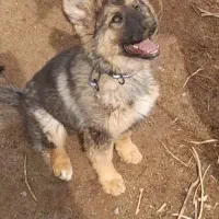 توله ژرمن ۴ماهه