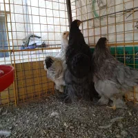 مرغ و خروس برهما رومانی|حیوانات مزرعه|خوی, |دیوار