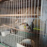 هفت تا سهره و دو تا سهره خاکی|پرنده|مشگین شهر, |دیوار