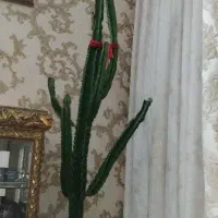 گل کاکتوس آفوربیا