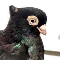 ماده صرب ۲ عدد جوان|پرنده|آبادان, |دیوار