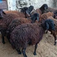 9راس بره ماده یک راس قوچ شیشک چهار راس بره نر