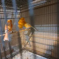 قناری ماده آماده رد فاکتور