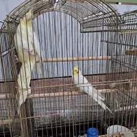 یک جفت عروس هلندی|پرنده|قم, تعویض پلاک|دیوار