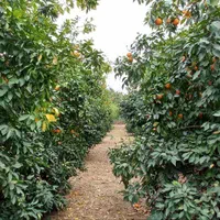 فروش باغ میوه  برق دار  نزدیک جاده اسفالت بن جعفر|فروش دفتر صنعتی، کشاورزی، تجاری|دزفول, |دیوار