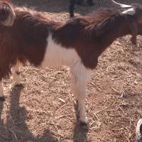 کهر نر|حیوانات مزرعه|زهک, |دیوار