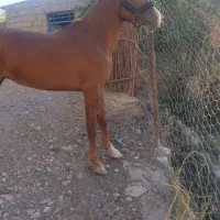 اسب مادیان