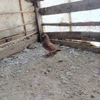 کبوتر|پرنده|گمیشان, |دیوار