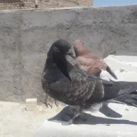 یک جفت جوجه تهرانی
