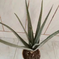 گلهای گرون آینده را الان ارزون بخر|گل و گیاه طبیعی|فلاورجان, |دیوار